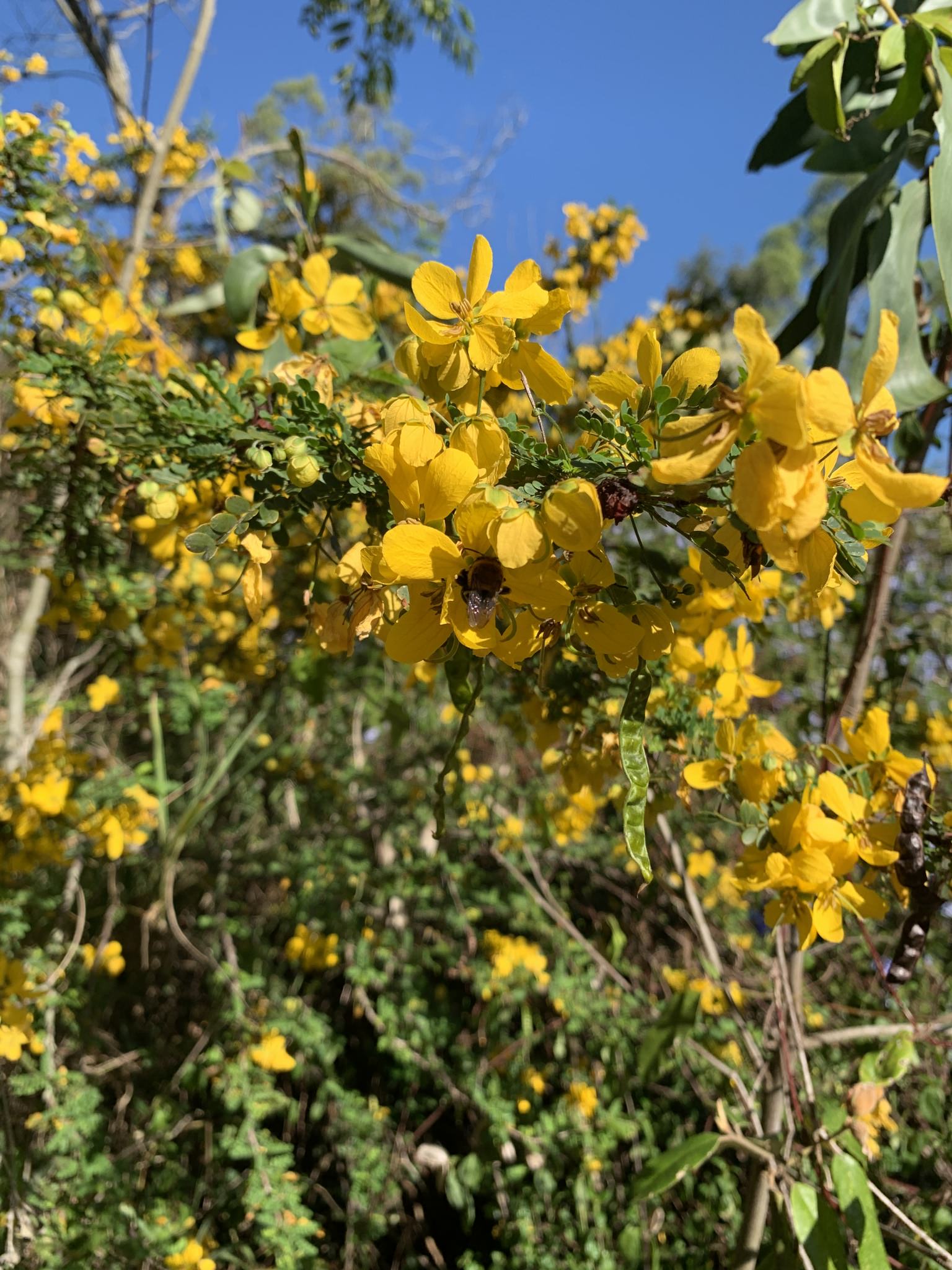 Senna polyphilla